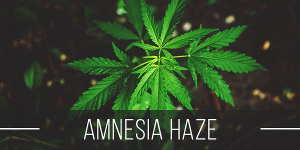 Amnesia Haze