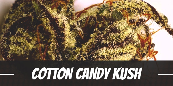 Cotton Candy Kush Strain