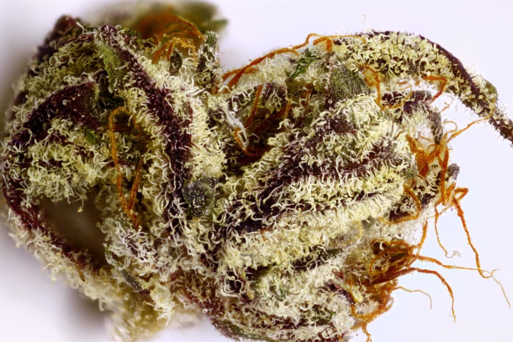 Cotton Candy Kush Strain Review I Love Growing Marijuana