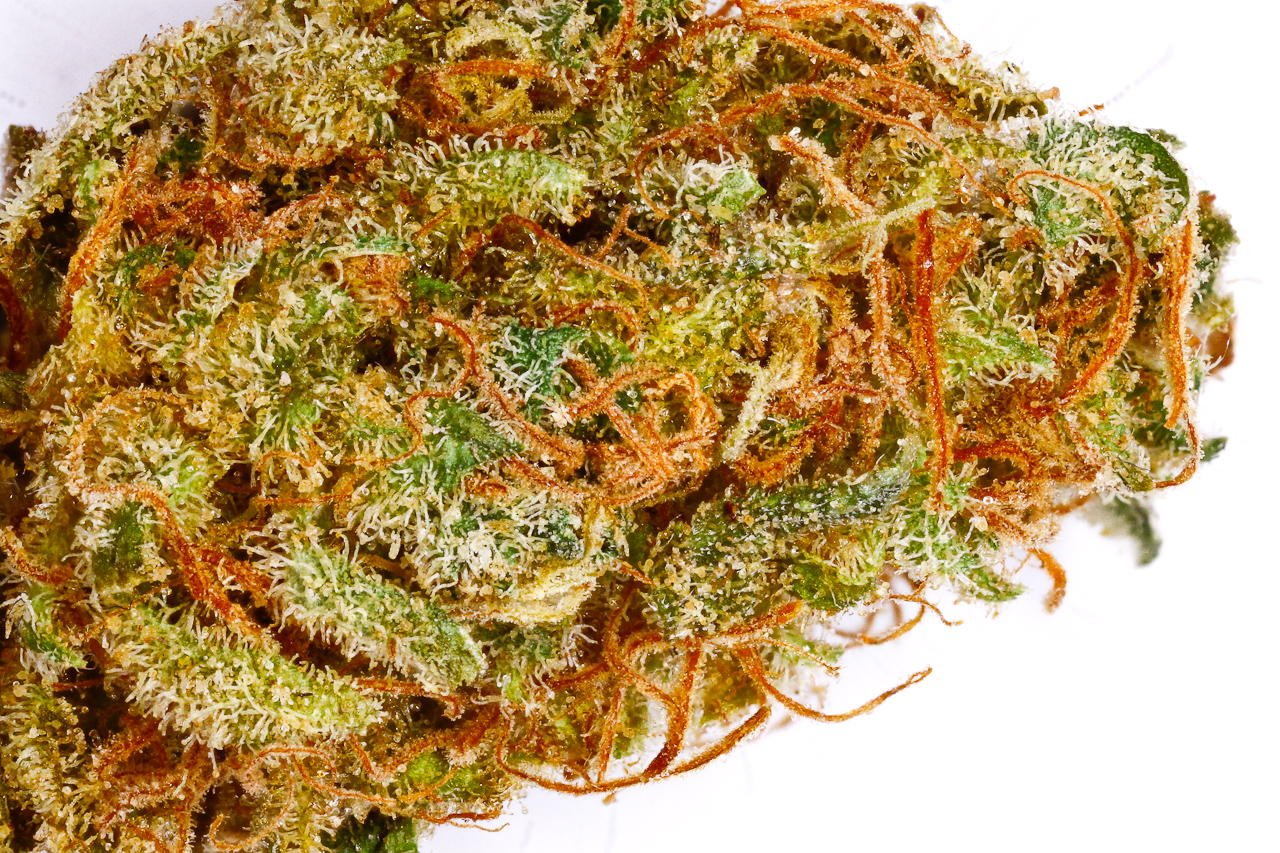 G13 Strain Review I Love Growing Marijuana g13-strain-review-i-love-growing-marijuana