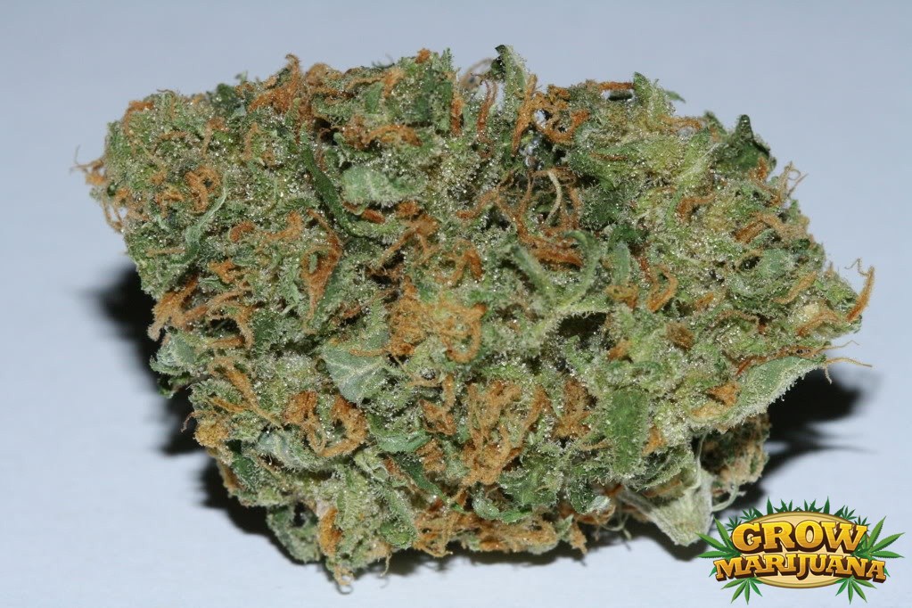 Island Sweet Skunk Strain Review - I Love Growing Marijuana