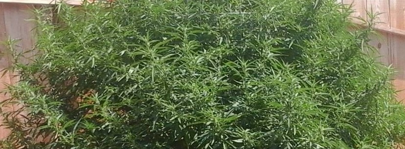 Mango Kush Growing