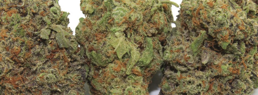 NYC Diesel