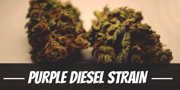Purple Diesel Cannabis Strain Guide Review
