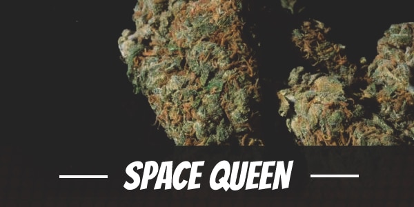 Space Queen Strain