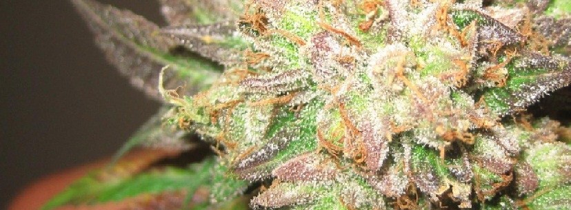 The Growing Of Cotton Candy Kush