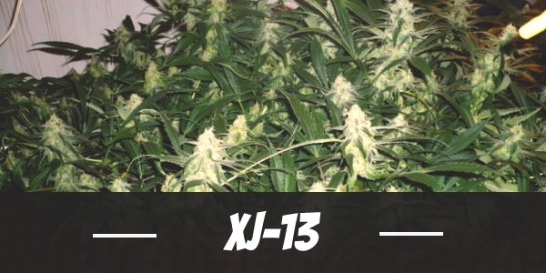 XJ-13 Strain