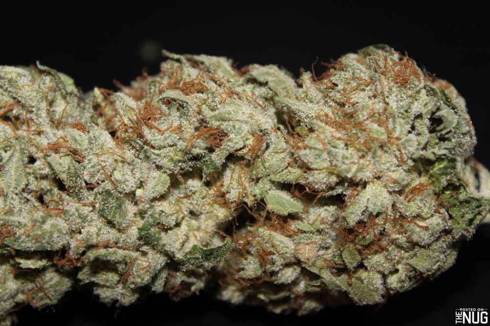 Bruce Banner