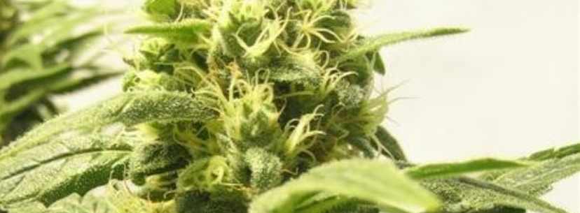 Super Lemon Haze strain review