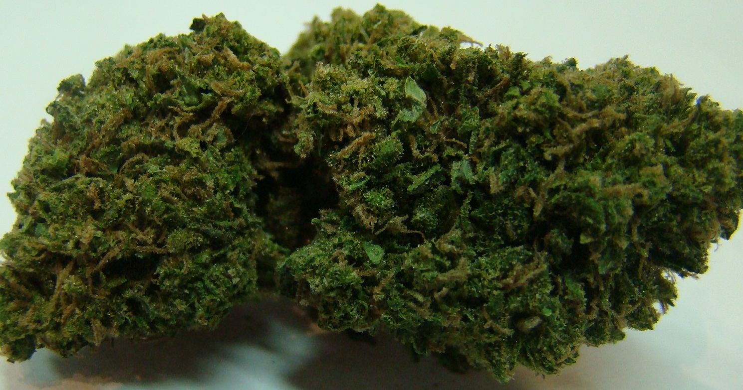 Information About the Big Buddha Cheese Strain ILGM