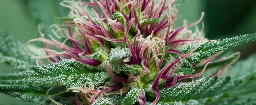 Blueberry Haze Growing