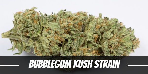 Bubblegum Kush Strain