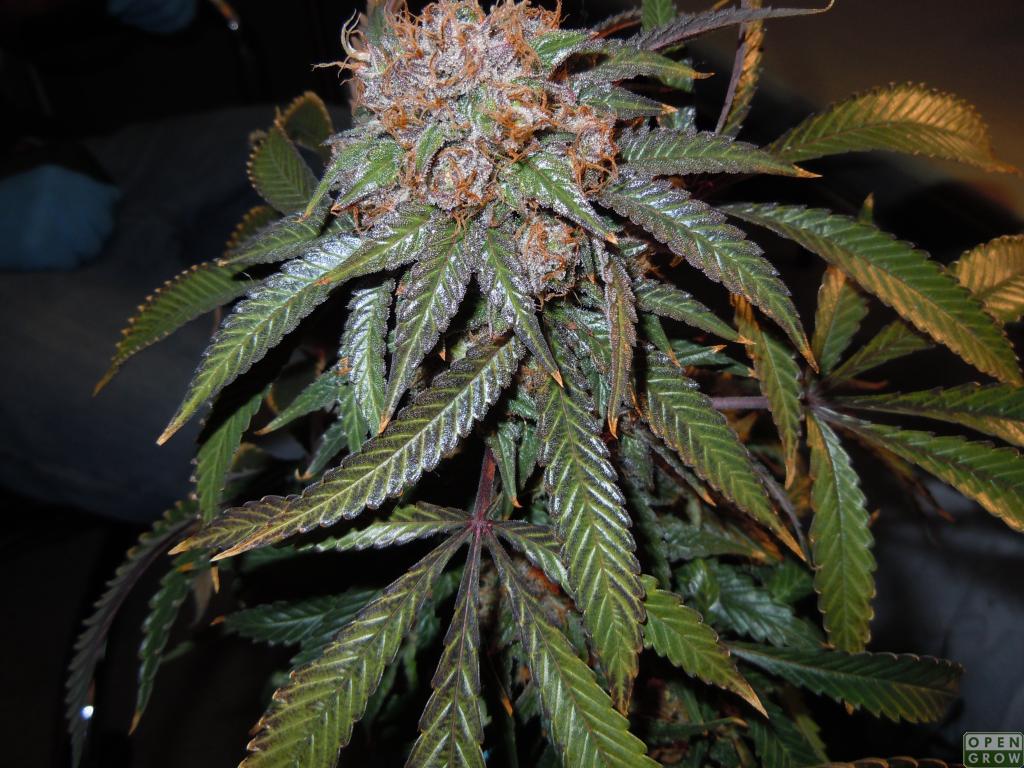 Marijuana Cat Names Baby names for weed friendly parents