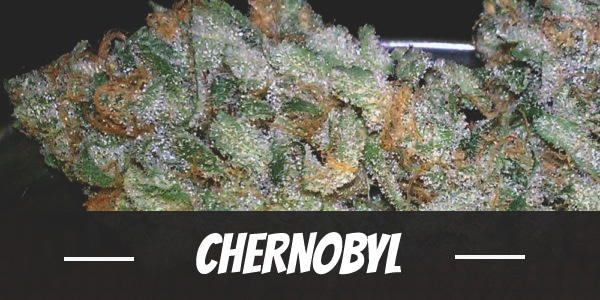 Chernobyl Strain