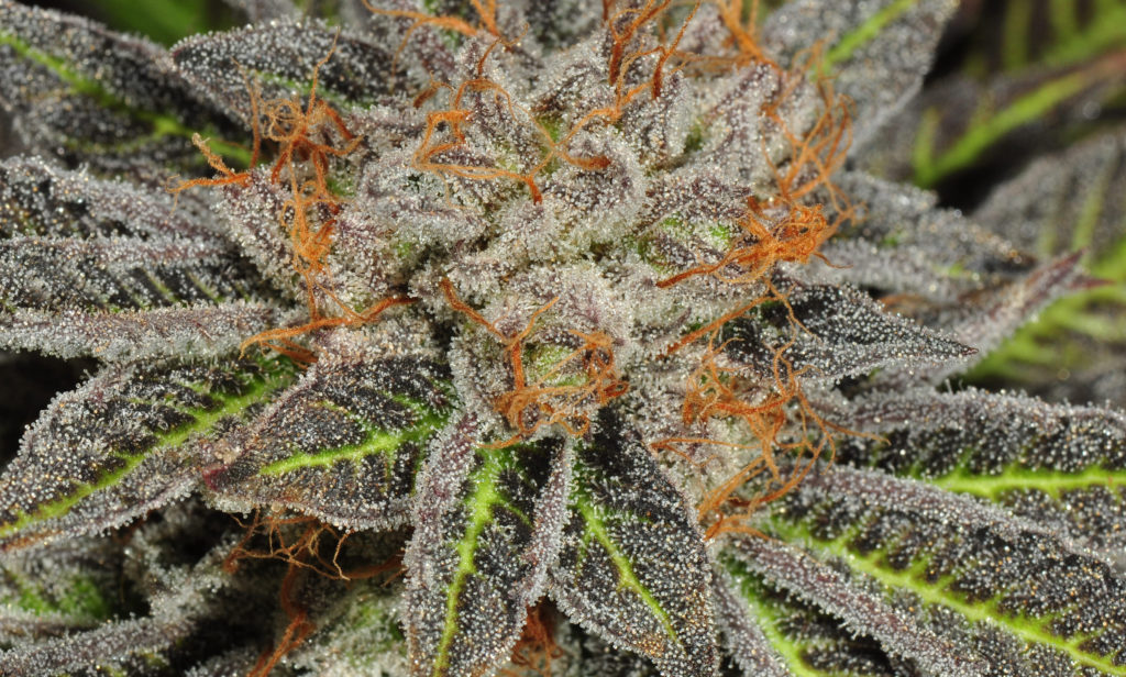 Jack Flash Strain Review - I Love Growing Marijuana