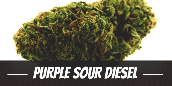 Purple Sour Diesel Strain