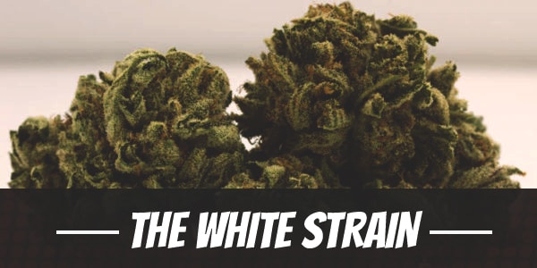 The White Strain