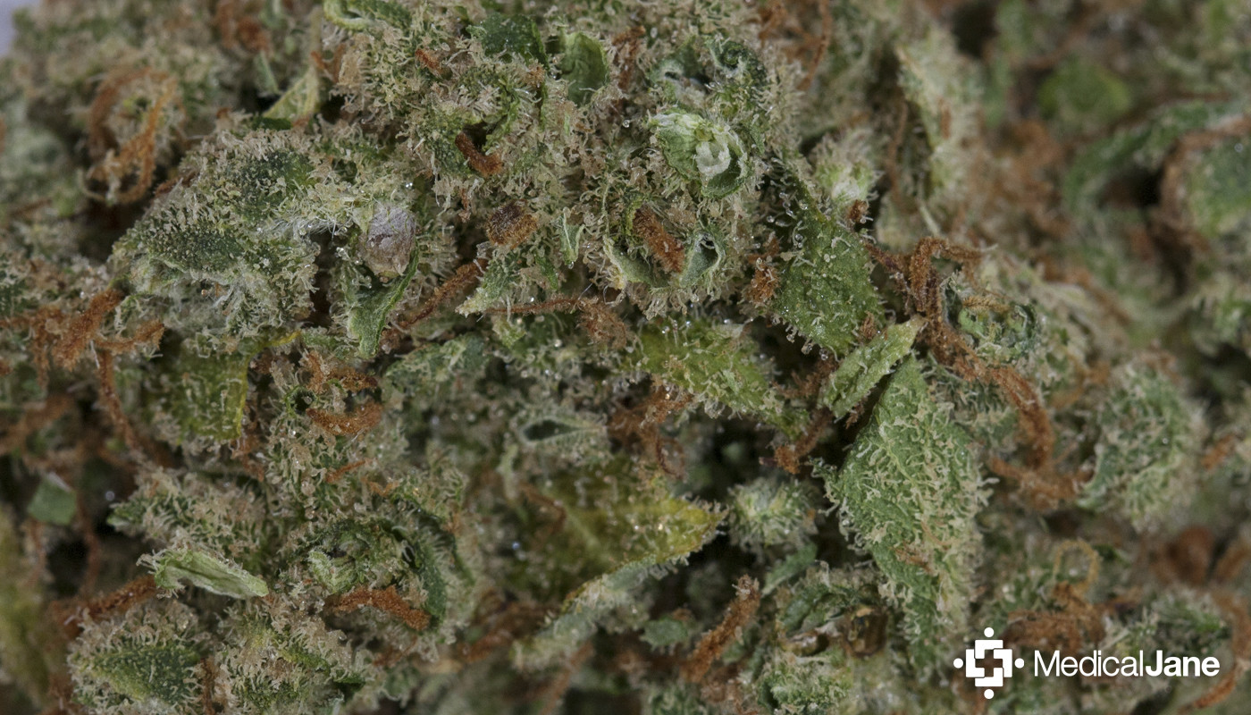 Candy Jack Strain Review I Love Growing Marijuana