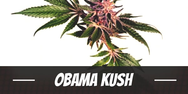Obama Kush Strain