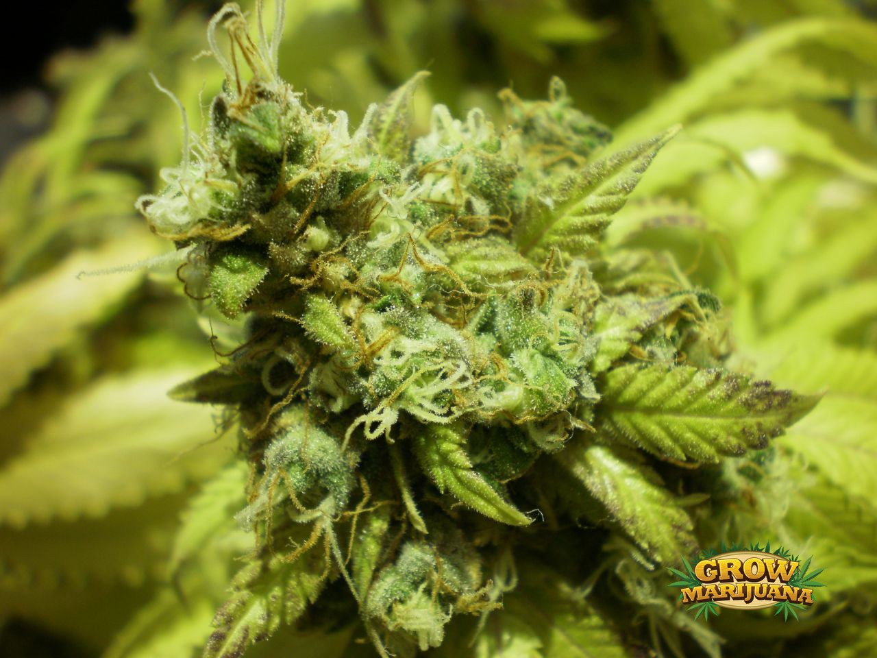 Pineapple Kush Strain Review I Love Growing Marijuana