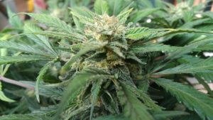 Marijuana Buds