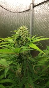 More Marijuana Buds