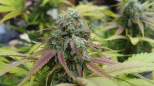 AK47 Plant
