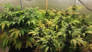 AK47 plants