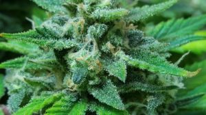 Soon to be harvested