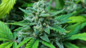 Harvest Time
