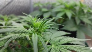 Marijuana flowering