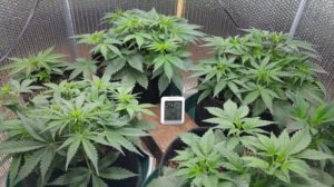 Marijuana ready to flower