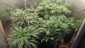 Marijuana flowered