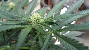 A Marijuana plant flowered
