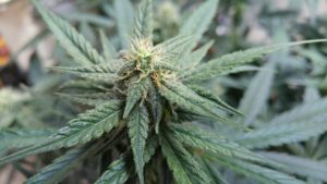 Little White Hairs