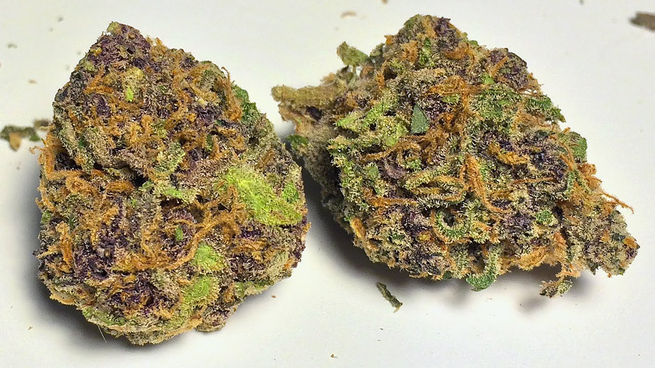 ace-of-spades-strain-review-i-love-growing-marijuana