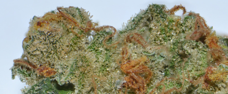 Haze Cannabis Strain Information & Review 2020!