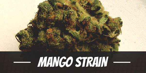Mango Strain