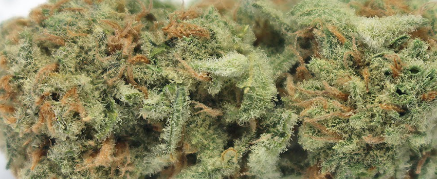 Orange Crush Flavor