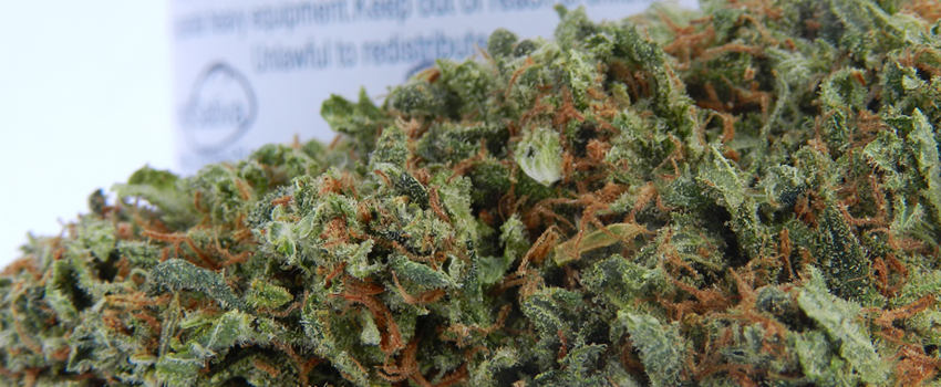 Orange_Crush_Medical