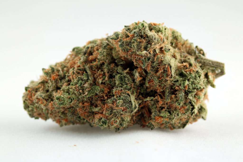 Skunk #1