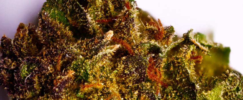 Skunk #1 Cannabis Strain Information & Review - ILGM