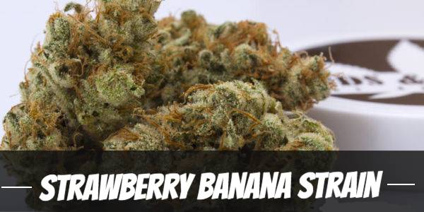 strawberry banana cannabis strain