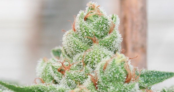 Strawberry_Banana_Medical