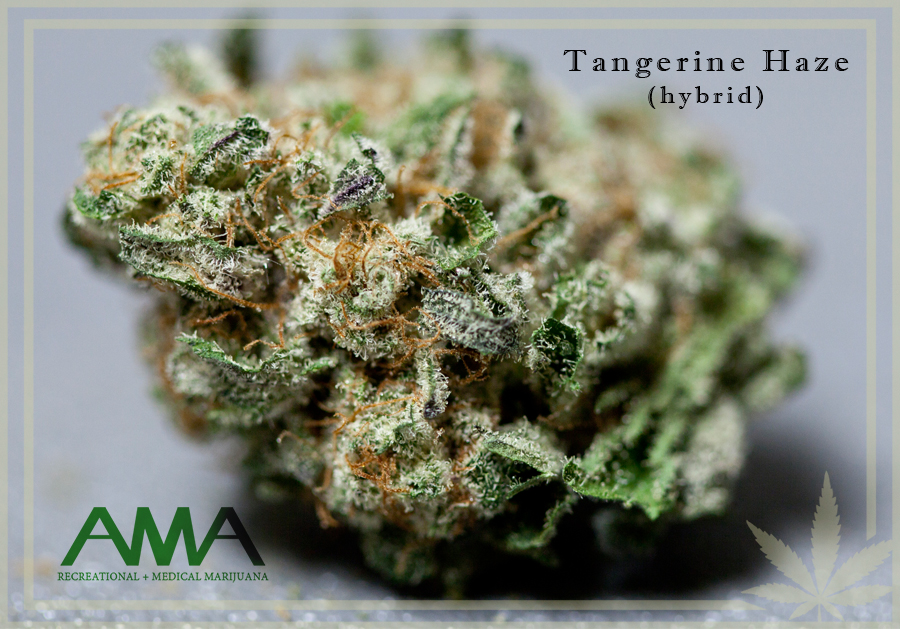tangerine haze strain tangerine haze strain