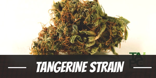 Tangerine Strain