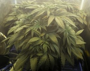 marijuana growing