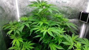 after watering