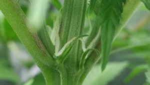 marijuana leaves