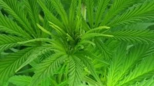 green porn